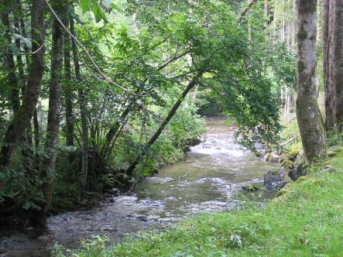 FORêT DE SAINT-ANTOINE