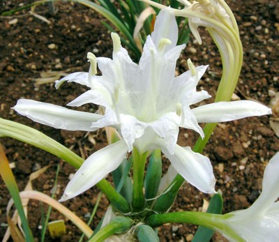 JARDIN BOTANIQUE